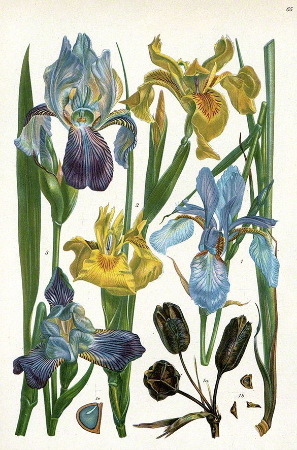 Hegi Sibirische Schwertlilie – Iris sibirica
